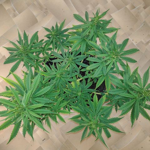 White Berry  growlog timeline photo