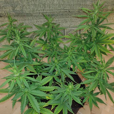 White Berry  growlog timeline photo
