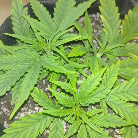 Tutankhamon growlog timeline photo