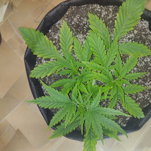 Tutankhamon growlog timeline photo