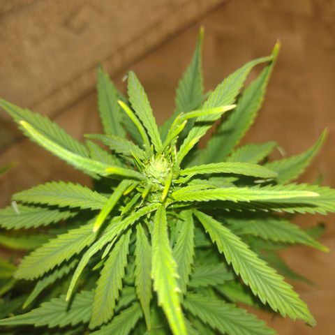 White Berry  growlog timeline photo