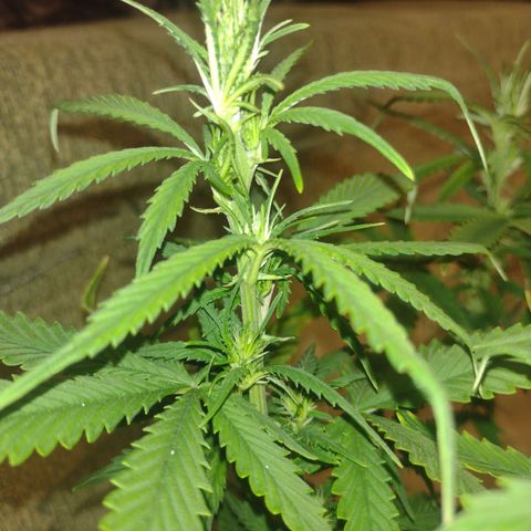 White Berry  growlog timeline photo