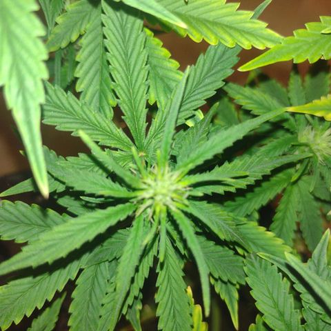 White Berry  growlog timeline photo