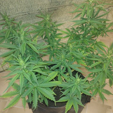 White Berry  growlog timeline photo