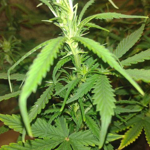 White Berry  growlog timeline photo