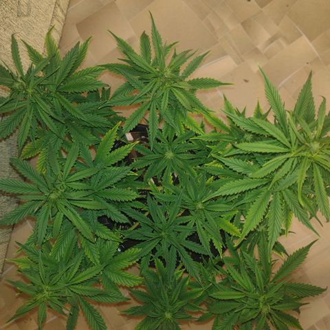 White Berry  growlog timeline photo