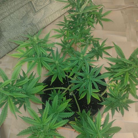 White Berry  growlog timeline photo