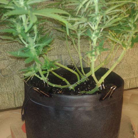 White Berry  growlog timeline photo