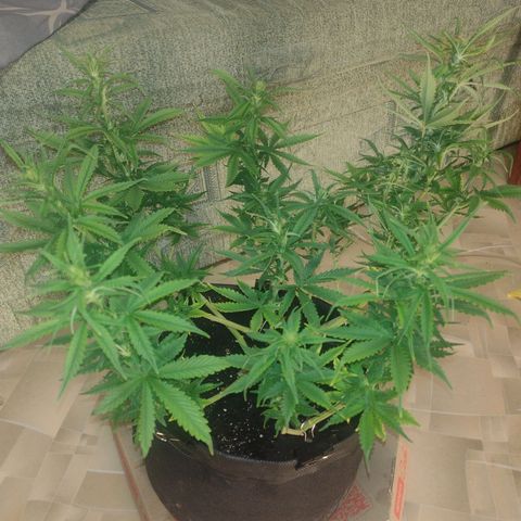 White Berry  growlog timeline photo