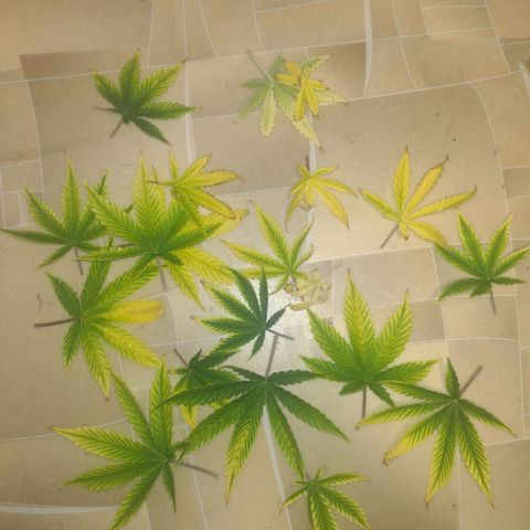 White Berry  growlog timeline photo