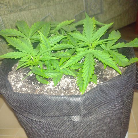 Tutankhamon growlog timeline photo