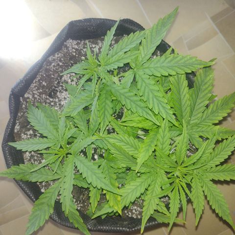 Tutankhamon growlog timeline photo