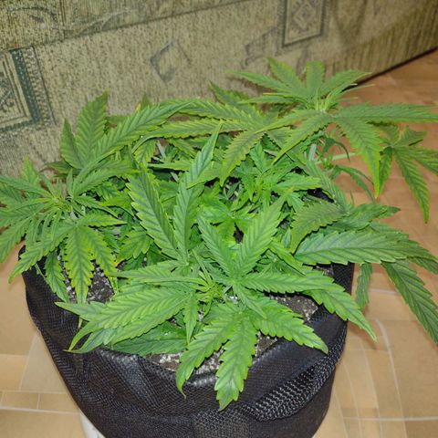 Tutankhamon growlog timeline photo