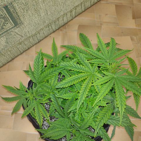 Tutankhamon growlog timeline photo