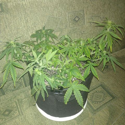 Tutankhamon growlog timeline photo