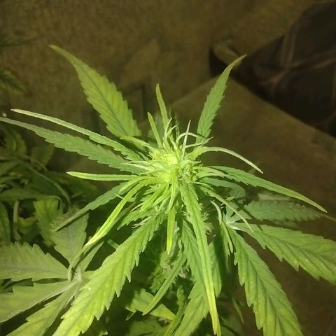 Tutankhamon growlog timeline photo