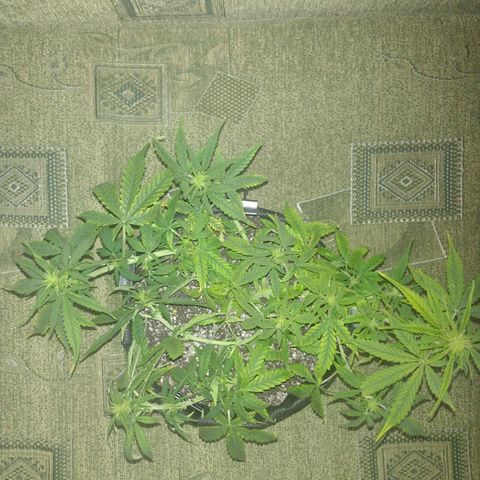 Tutankhamon growlog timeline photo