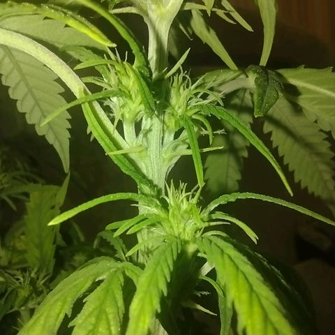 Tutankhamon growlog timeline photo