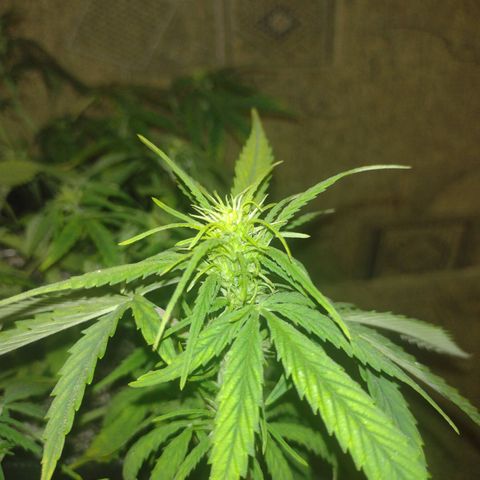 Tutankhamon growlog timeline photo
