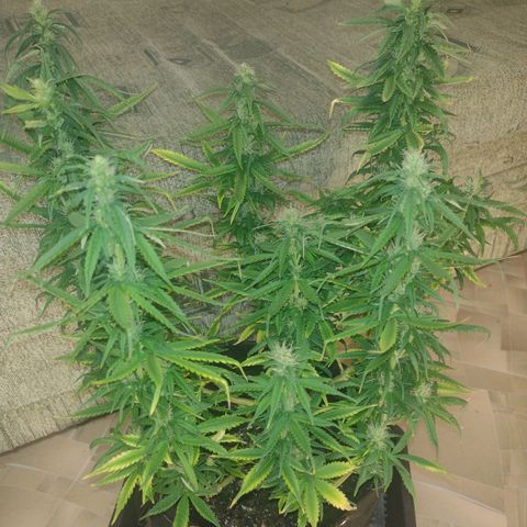 White Berry  growlog timeline photo