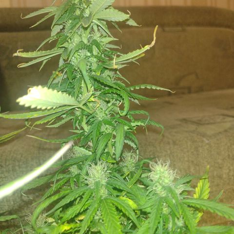 White Berry  growlog timeline photo
