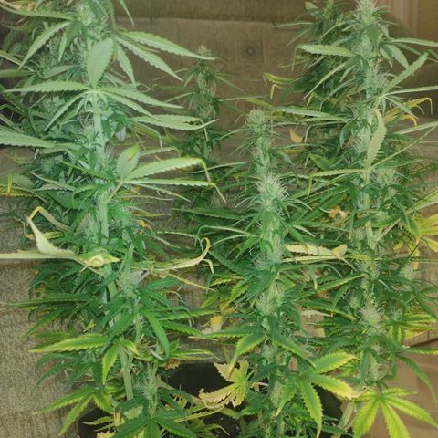 White Berry  growlog timeline photo