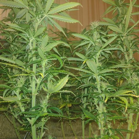 White Berry  growlog timeline photo