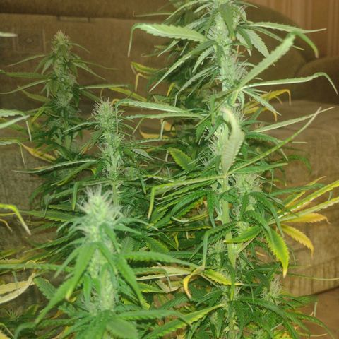 White Berry  growlog timeline photo