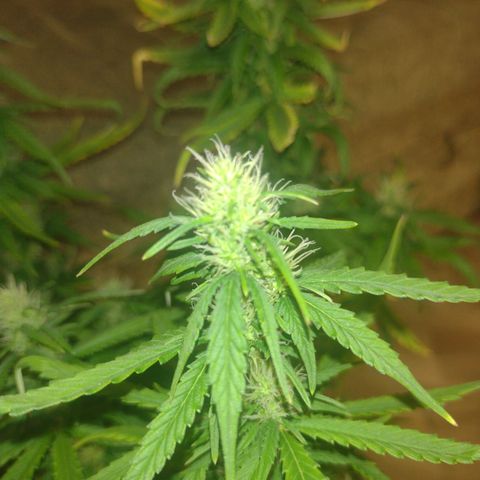 White Berry  growlog timeline photo