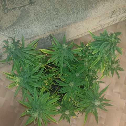 White Berry  growlog timeline photo