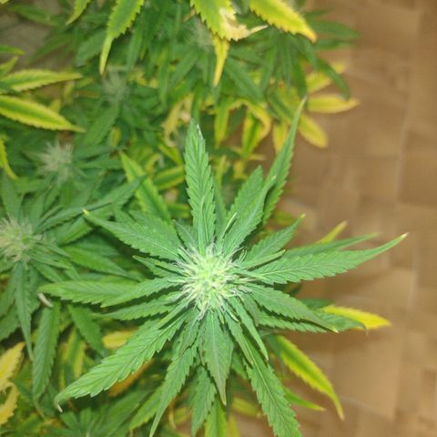 White Berry  growlog timeline photo