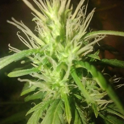 White Berry  growlog timeline photo