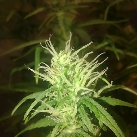 White Berry  growlog timeline photo