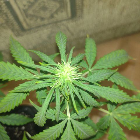 Tutankhamon growlog timeline photo