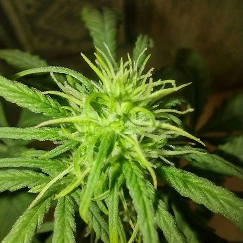 Tutankhamon growlog timeline photo