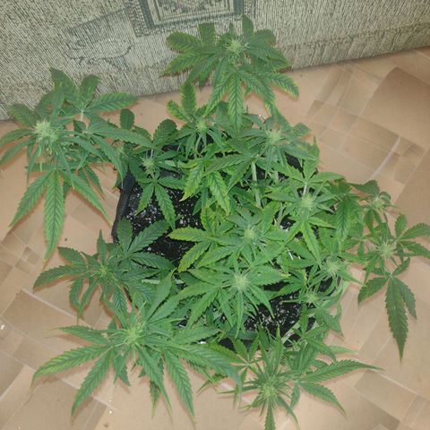 Tutankhamon growlog timeline photo