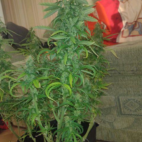 White Berry  growlog timeline photo