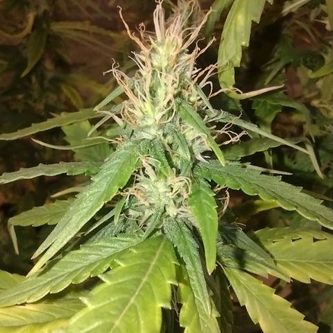 White Berry  growlog timeline photo