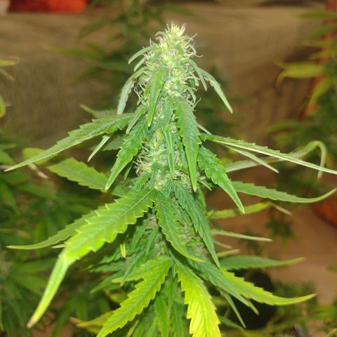 White Berry  growlog timeline photo