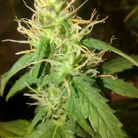 White Berry  growlog timeline photo