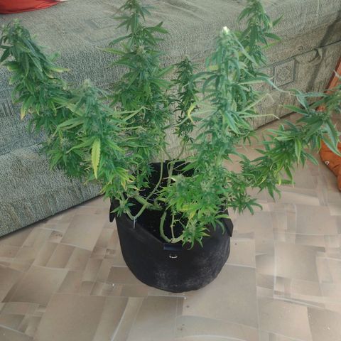 White Berry  growlog timeline photo