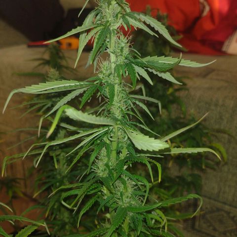 White Berry  growlog timeline photo