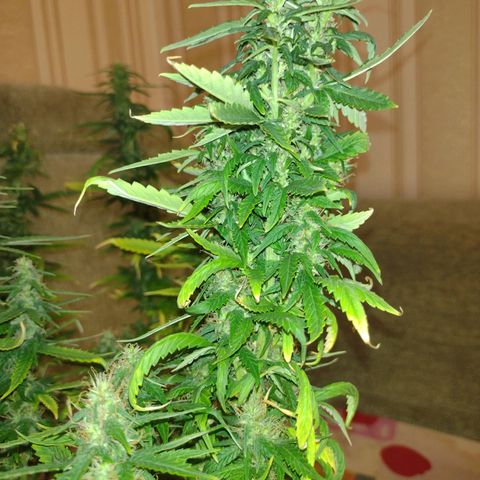 White Berry  growlog timeline photo