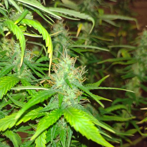 White Berry  growlog timeline photo