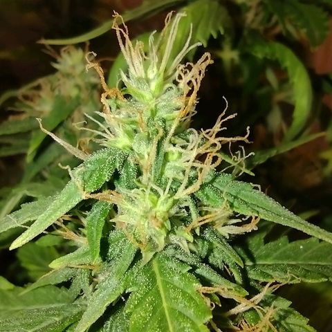 White Berry  growlog timeline photo