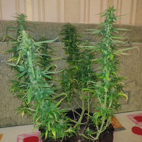 White Berry  growlog timeline photo