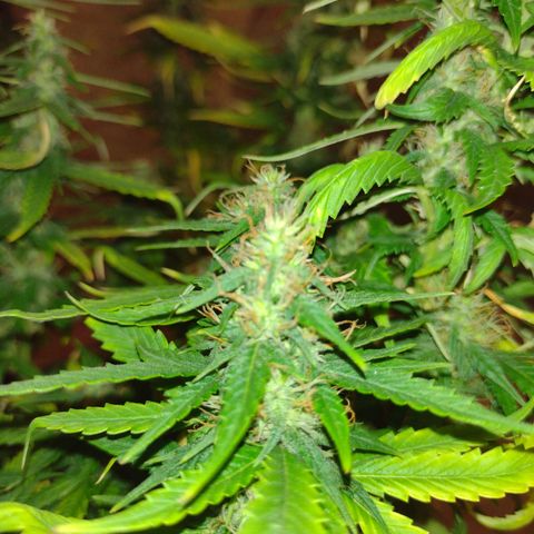 White Berry  growlog timeline photo