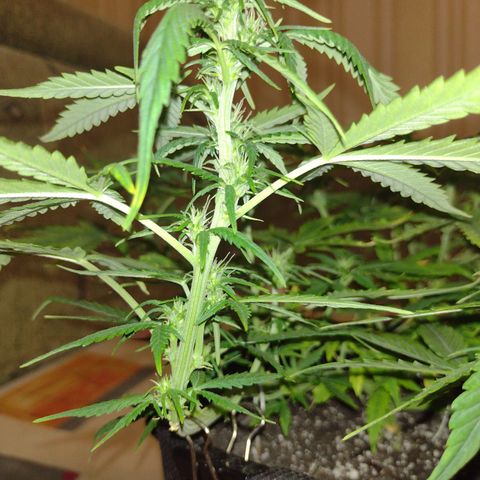 Tutankhamon growlog timeline photo