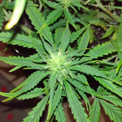 Tutankhamon growlog timeline photo