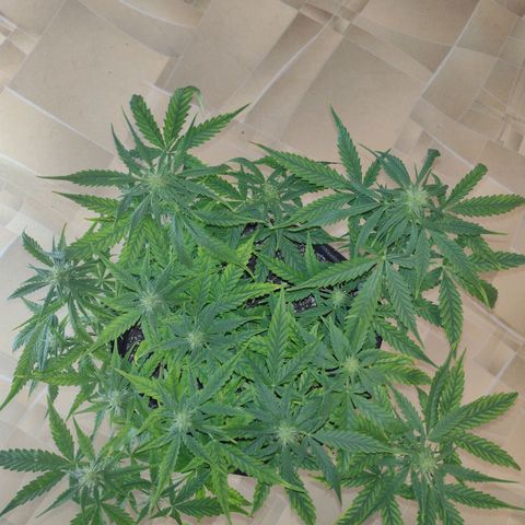 Tutankhamon growlog timeline photo